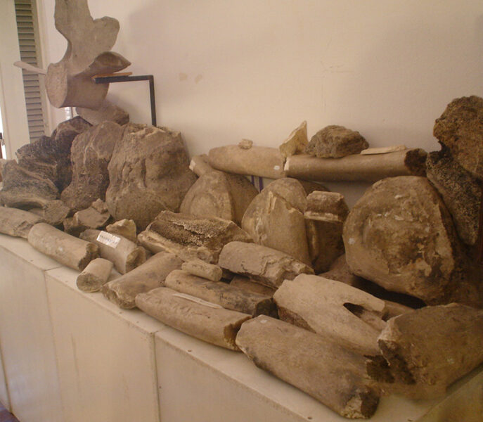 restos arqueologicos de la ballena