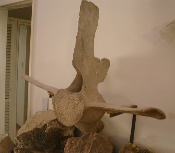 restos arqueologicos de la ballena