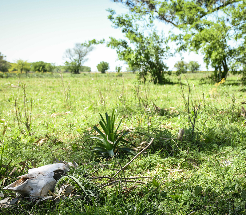 Huesos en la zona de Las Vizcacheras