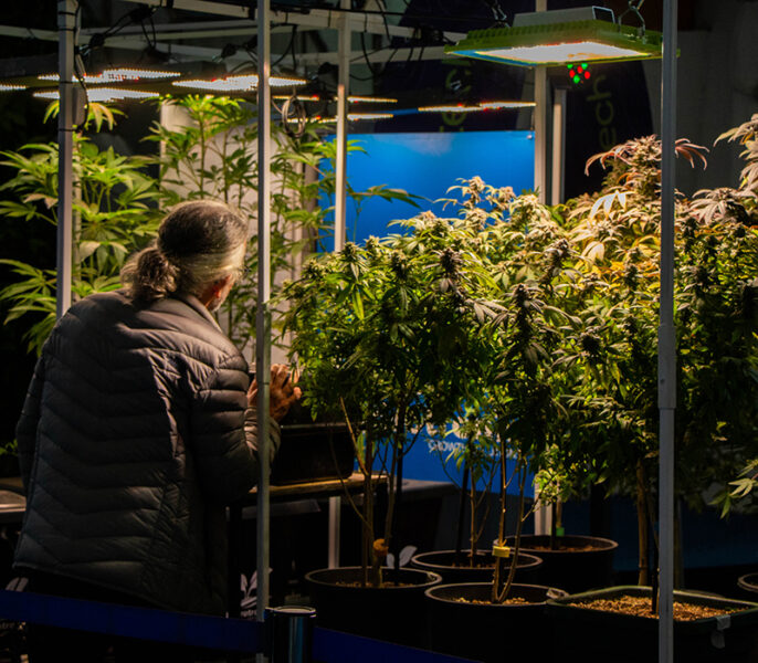 stand de cannabis en la Fiesta Nacional de la Flor
