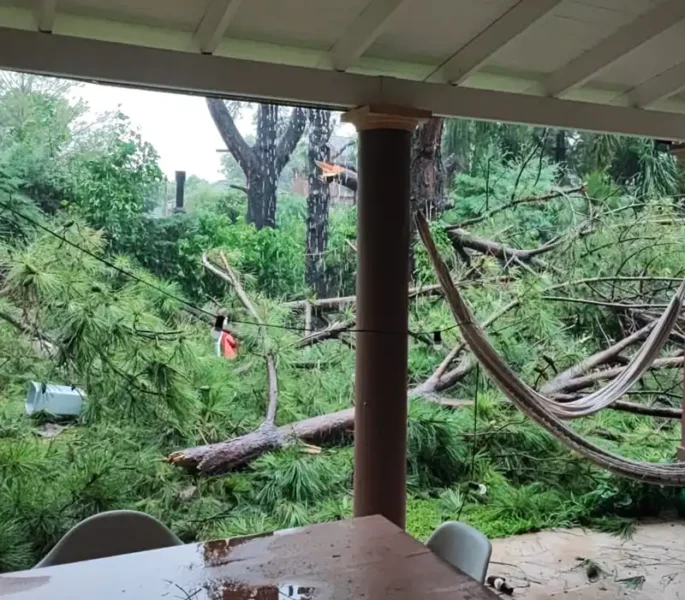 árboles derribados por el temporal